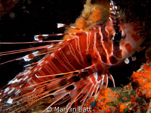 The Lion Fish were incredibly docile and posed beautifully by Marylin Batt 